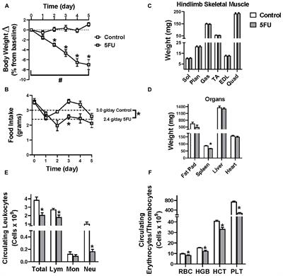 The Acute Effects of 5 Fluorouracil on Skeletal Muscle Resident and Infiltrating Immune Cells in Mice